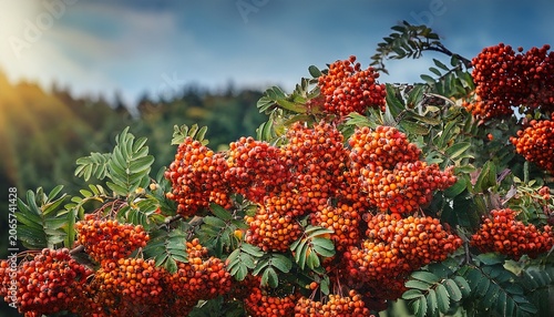 mountain ash berries