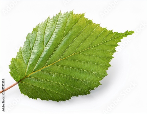 hazel tree leaf detail with veins on white background