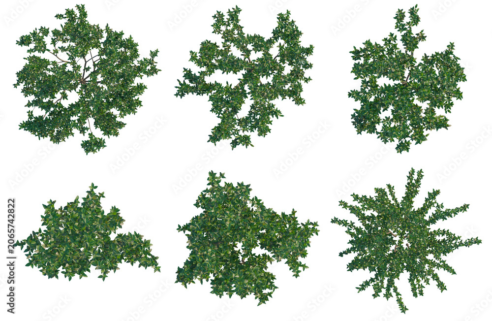 Fototapeta premium Set of Malus halliana tree plan, top view, cutout, transparent background, isolate, Collection of Lush Green Bushes - Perfect for Landscape Design and Game Development Assets