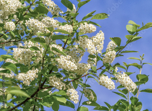 A bush of bird cherry tree blooming in spring
