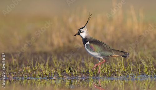 Photography Northern lapwing - male bird at a wetland in spring