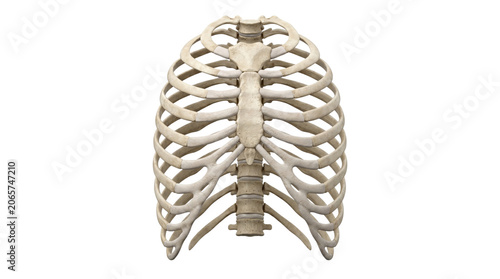 Bild auf Leinwand Human rib cage skeleton structure front view