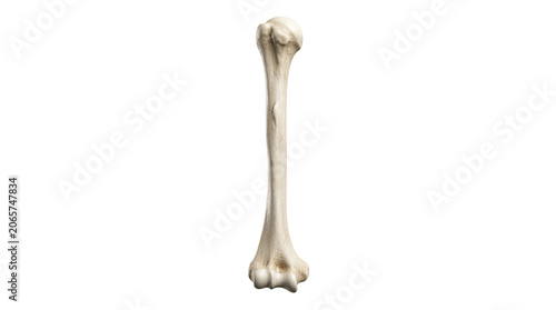 Human humerus arm bone showing detailed skeletal anatomical structure