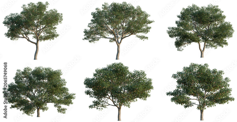 Fototapeta premium Set of Crataegus pinnatifida tree, elevation, front view, cutout, transparent background, isolate, Six lush green trees with detailed foliage on a black background for landscaping designs.