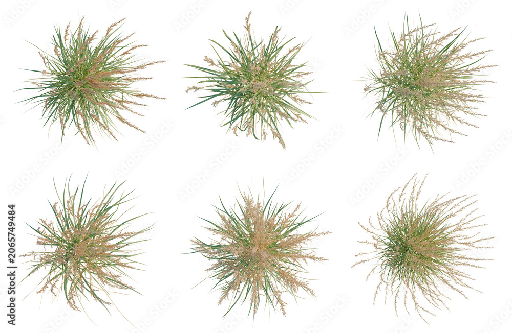 Obraz premium Set of Calamagrostis acutiflora tree plan, top view, cutout, transparent background, isolate, Collection of ornamental grass bushes