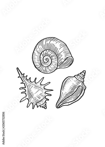 Sea shells vector illustration set with vintage engraving marine sketches on white background. Detailed hand drawn seashells icon collection for seafood menu and beach packaging design