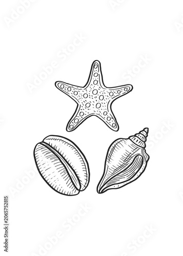 Starfish and sea shells vector illustration set with vintage engraving sketches on white background. Detailed hand drawn seashell collection for seafood menu and luxury beach packaging design.