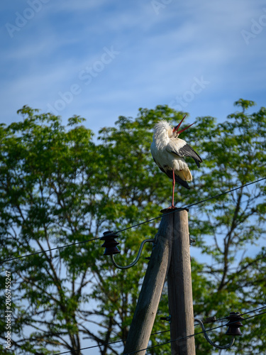 Фотография The stork is chirping