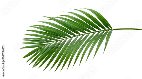 Quadro su tela Single lush green tropical palm leaf frond with tropical botanical isolated trop