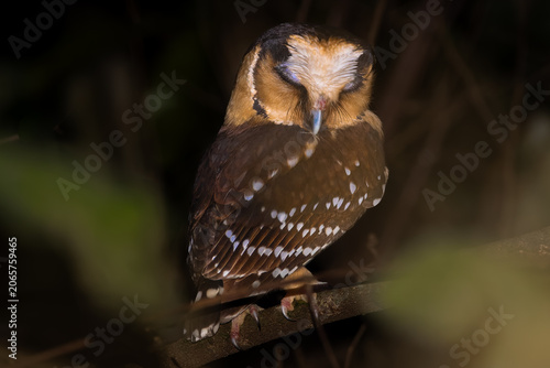 Buff-fronted owl 