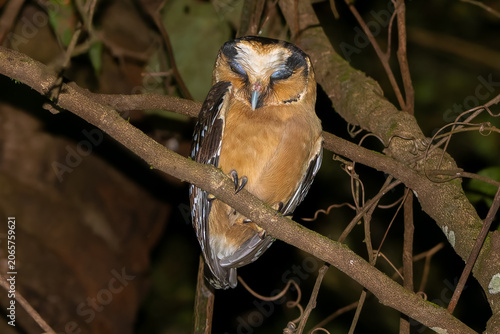 Buff-fronted owl 