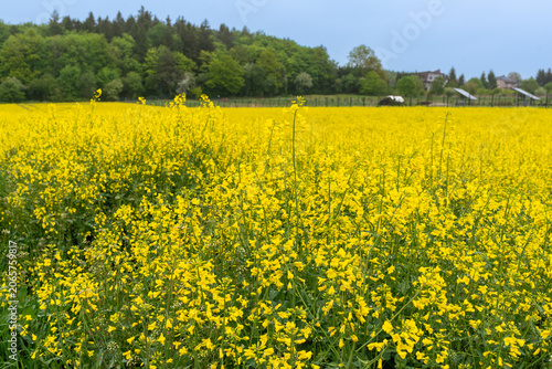 Obraz na płótnie Wide field of blooming rapeseed flowers (Brassica napus) with yellow flower spikes stretching toward a green forest edge and rural houses