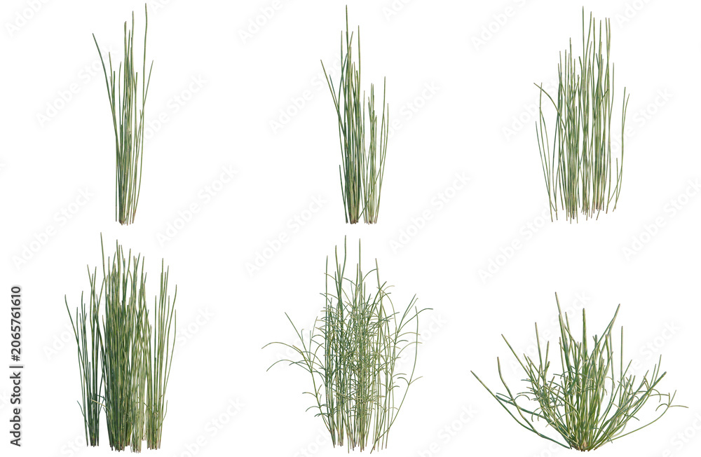 Obraz premium Set of Equisetum hyemale tree, elevation, front view, cutout, transparent background, isolate, Various Green Grass Clumps - 3D Rendered Assets for Game Development and Landscape Design