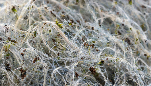 Macro detail of webbed fibers tangled with scattered earthy dark debris abstract structure background material close-up biological filaments interwoven irregular particles backdrop