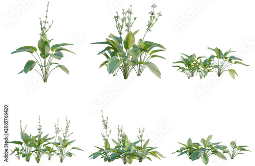 Foto Set of Echinodorus grandiflorus tree, elevation, front view, cutout, transparent