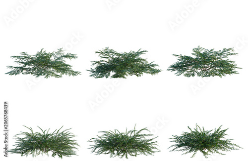 Fotografie Set of  Cotoneaster horizontalis tree plan, top view, cutout, transparent background, isolate, Collection of evergreen shrubs - ideal for landscaping design elements and nature backgrounds
