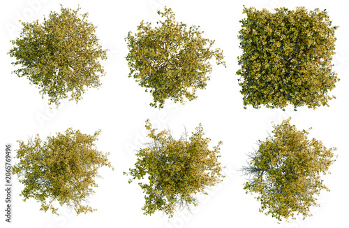 Photos Set of  Genista scorpius tree plan, top view, cutout, transparent background, is