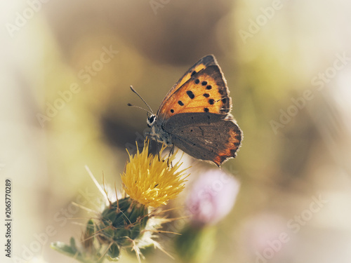 Foto Small copper butterfly perched on a yellow thistle flower