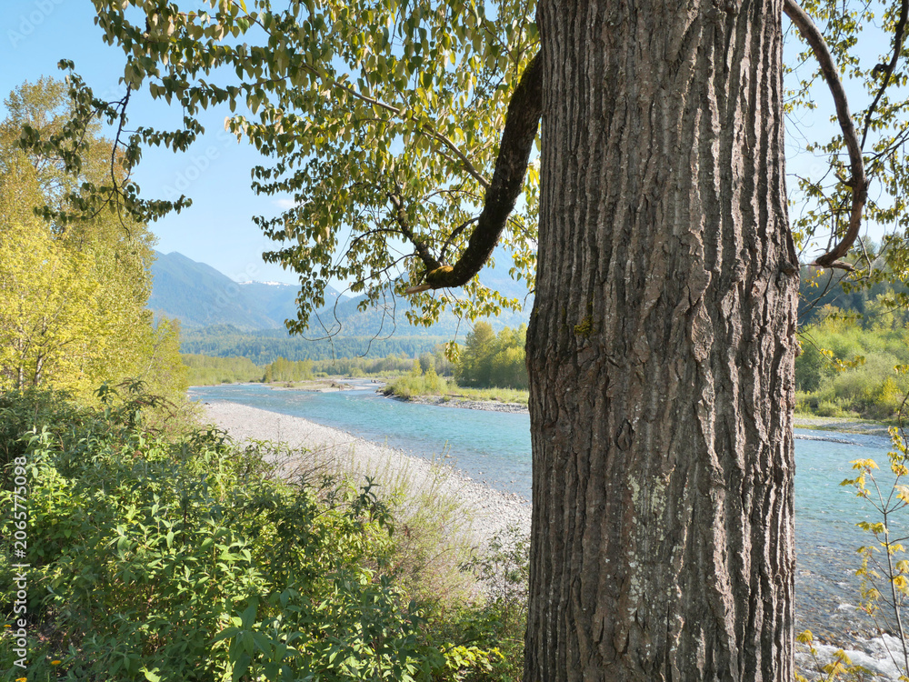 Fototapeta premium Chilliwack River as seen from the Vedder Rotary Trail North during a spring season in Chilliwack, Fraser Valley, British Columbia, Canada