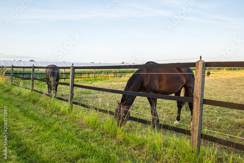 Photos Dark brown horses grazing green grass in fields behind a wooden paddock fence ne