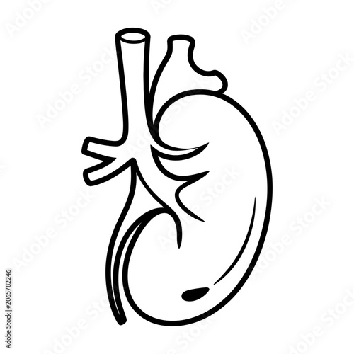 Human kidney anatomy organ icon vector for medical science and healthcare
