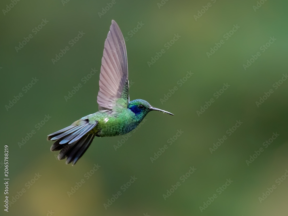 Obraz premium Lesser Violetear Hummingbird Hovering In Flight Against Green Background