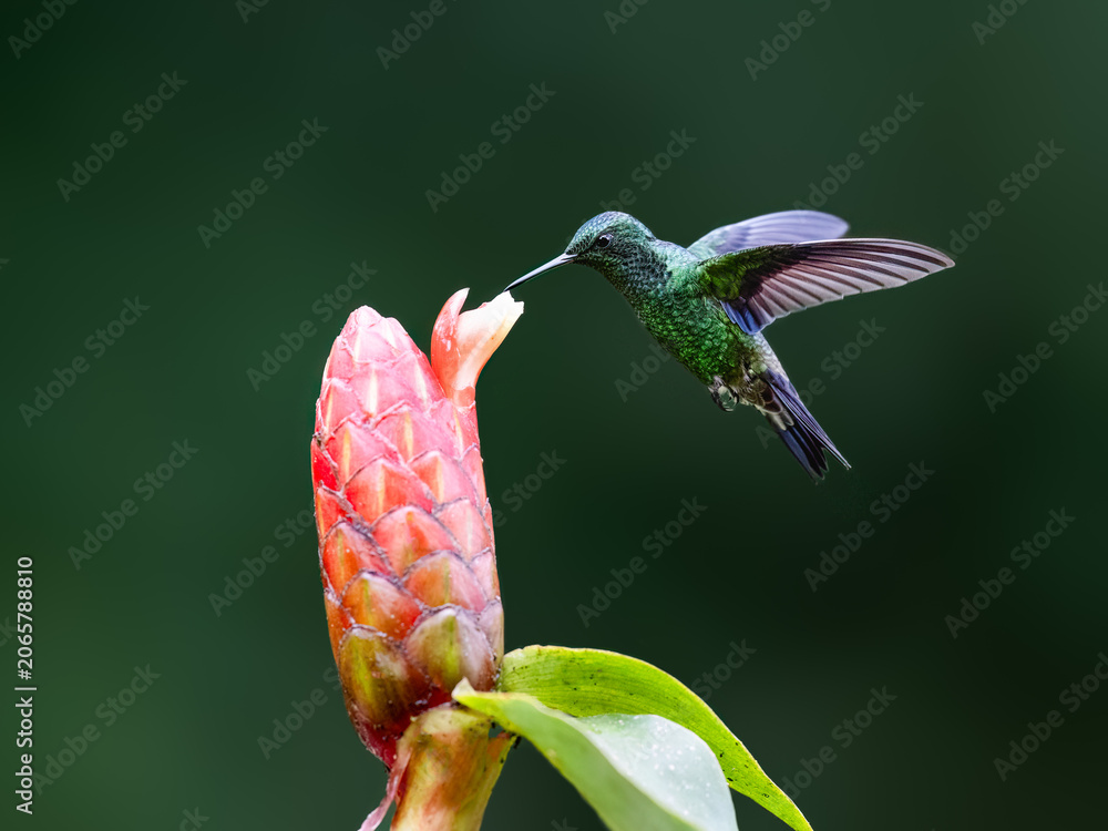 Obraz premium Steely-vented Hummingbird Hovering Near Pink Tropical Ginger Flower