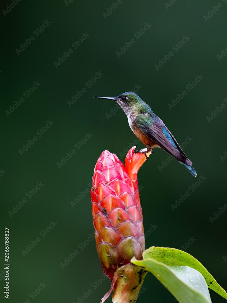 Obraz premium Female Long-tailed Sylph Hummingbird Perched on Red Ginger Flower