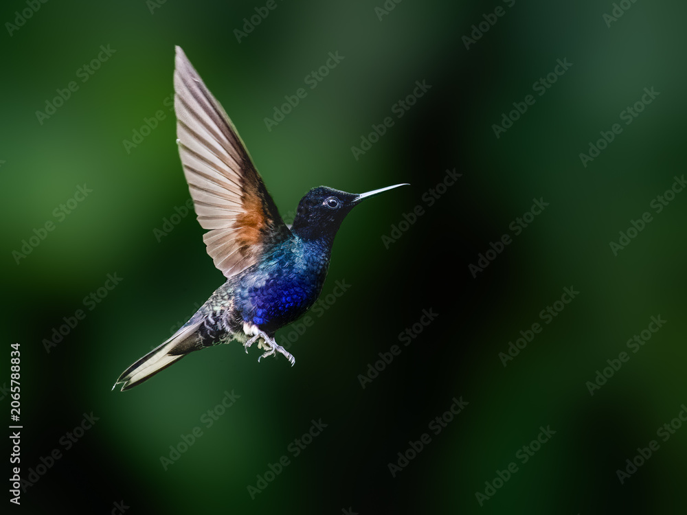 Obraz premium Velvet-purple Coronet Hummingbird Hovering in Tropical Forest Background