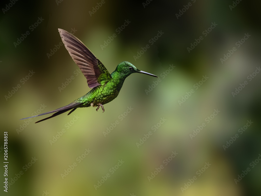 Obraz premium Male Empress Brilliant Hummingbird Hovering in Tropical Cloud Forest