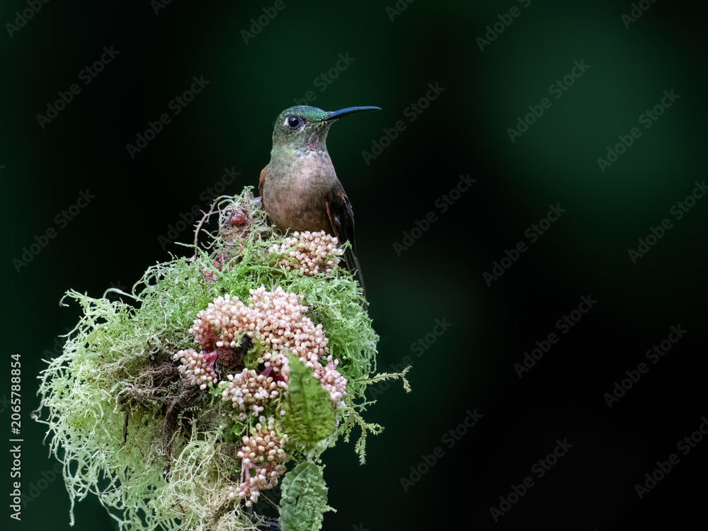 Obraz premium Fawn-breasted Brilliant Hummingbird Perched on Mossy Branch in Cloud Forest