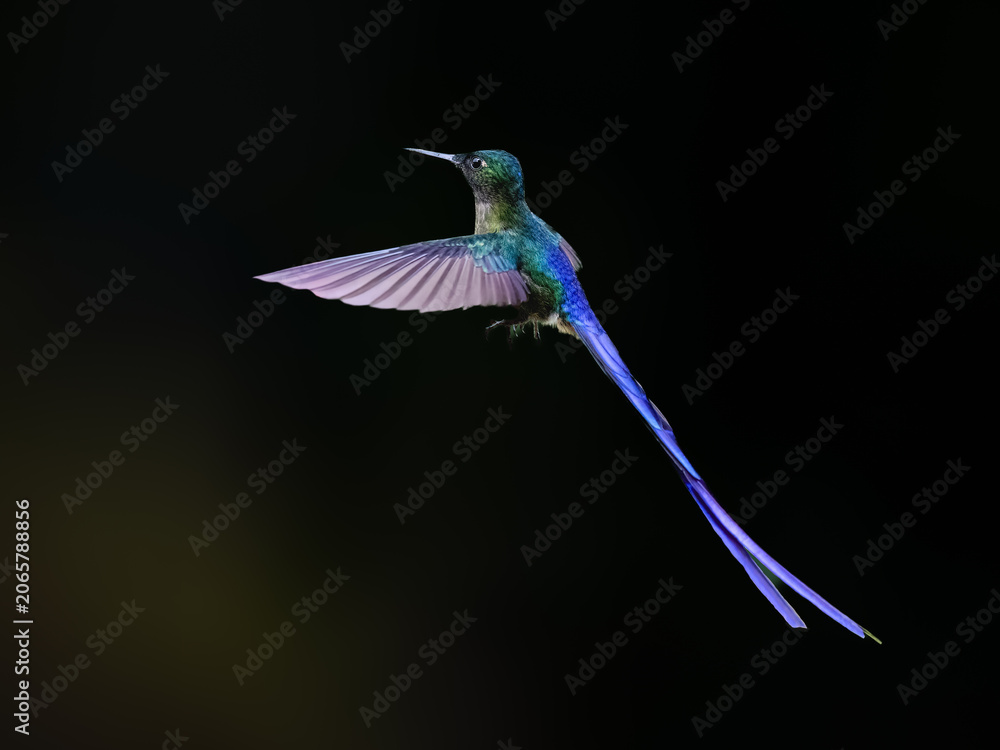 Obraz premium Male Violet-tailed Sylph Hummingbird Hovering Against Black Background