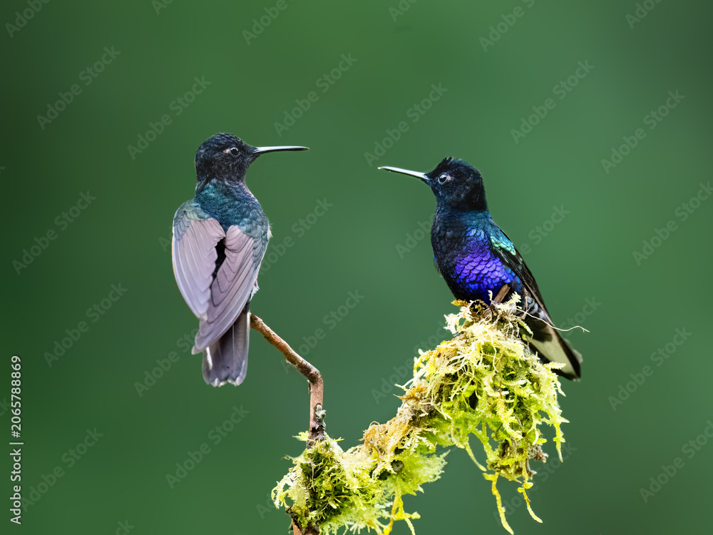 Obraz premium Pair of Velvet-purple Coronet Hummingbirds Perched on Mossy Branch