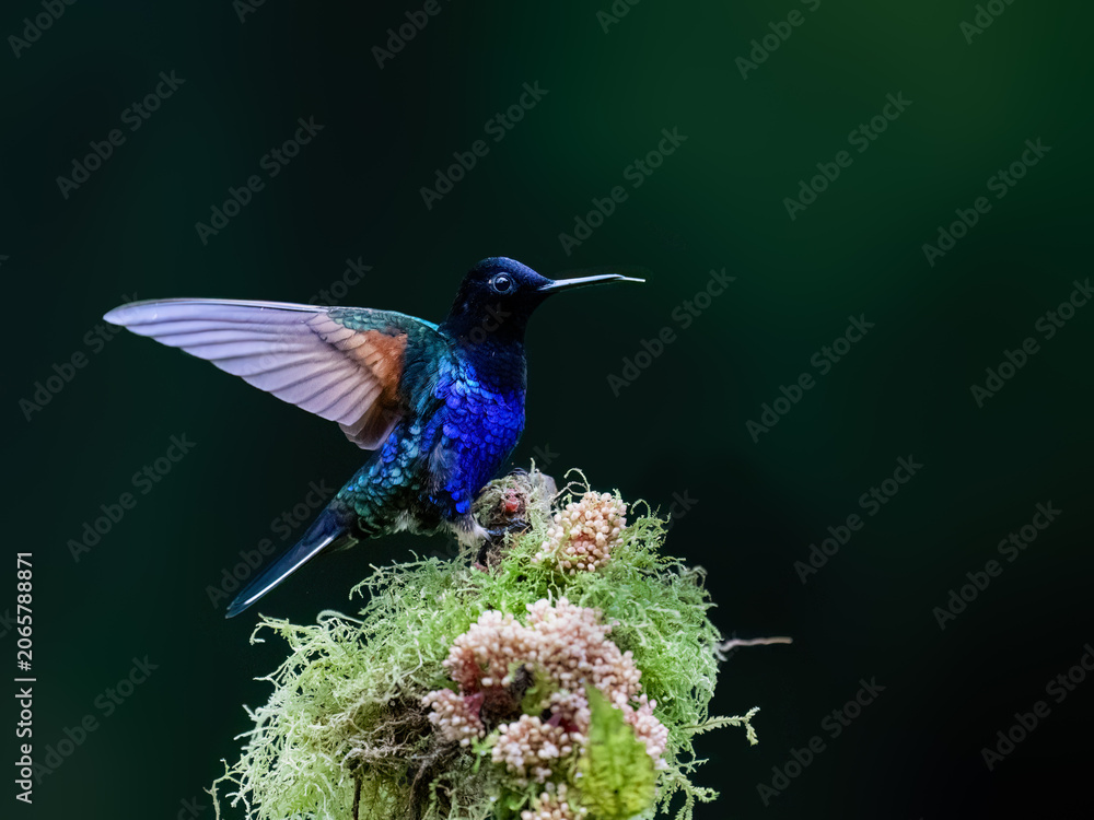 Obraz premium Velvet-purple Coronet Hummingbird Perched on Mossy Branch with Wings Spread