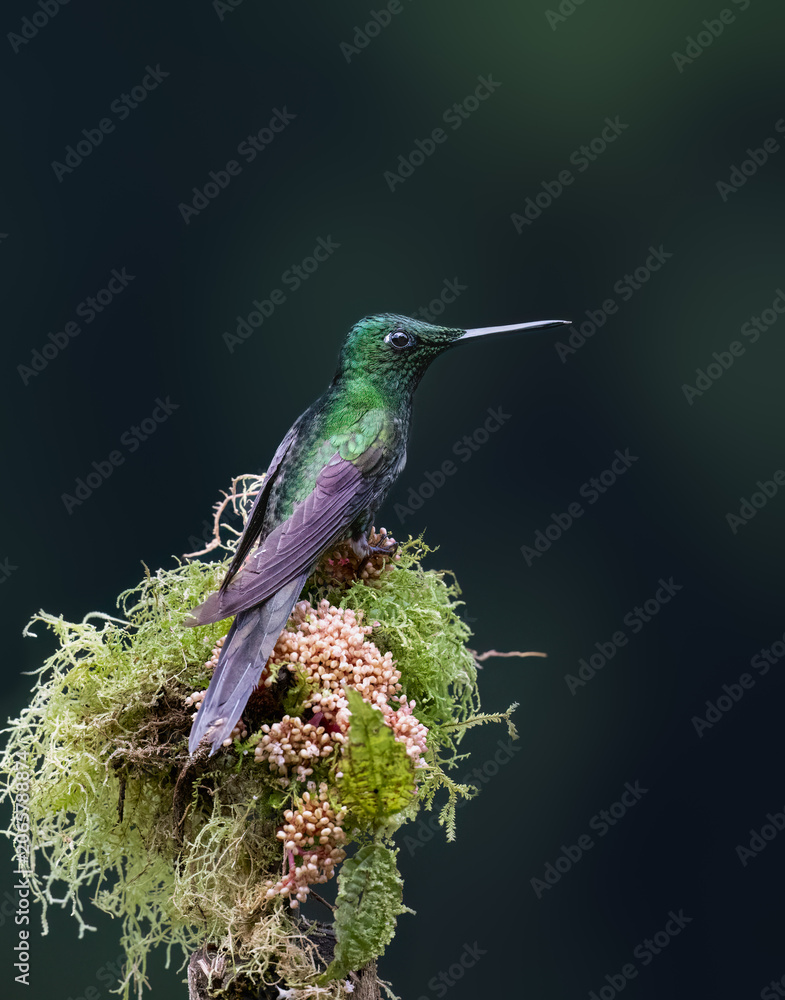 Obraz premium Empress Brilliant Hummingbird Perched on Mossy Branch in Rainforest