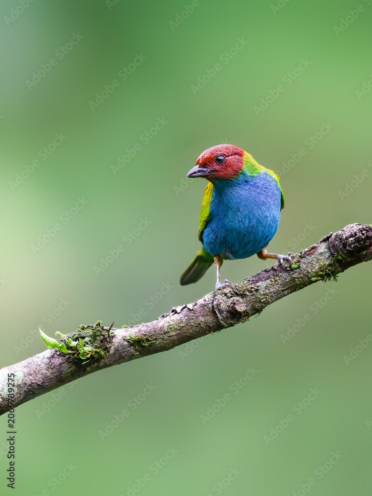 Obraz premium Bay-headed Tanager Perched on Mossy Branch in Rainforest