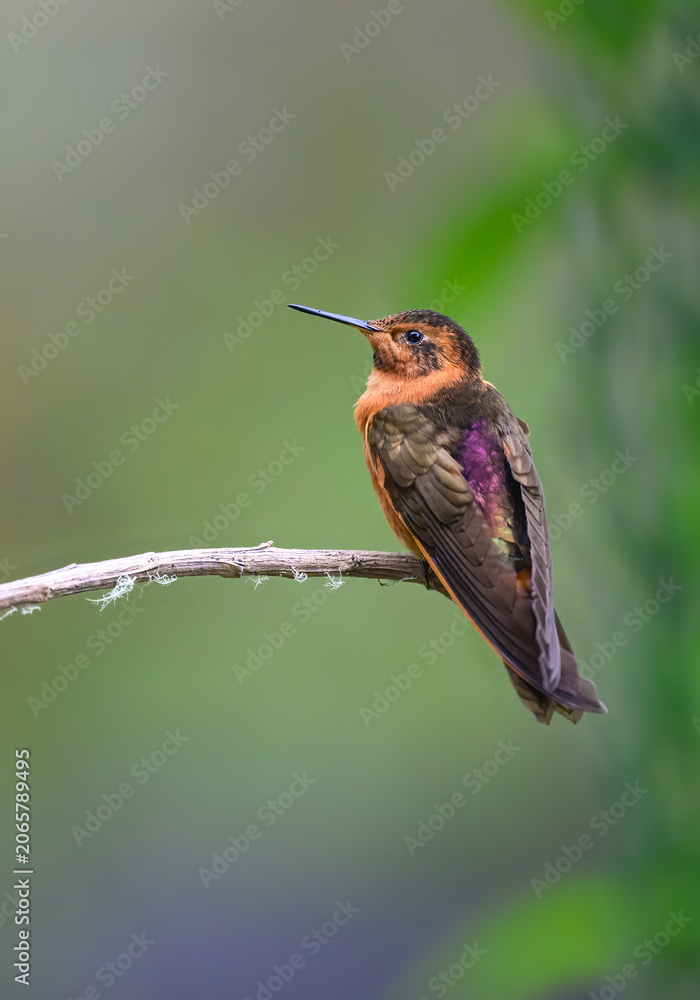 Obraz premium Shining Sunbeam Hummingbird Perching on Lichen Covered Branch