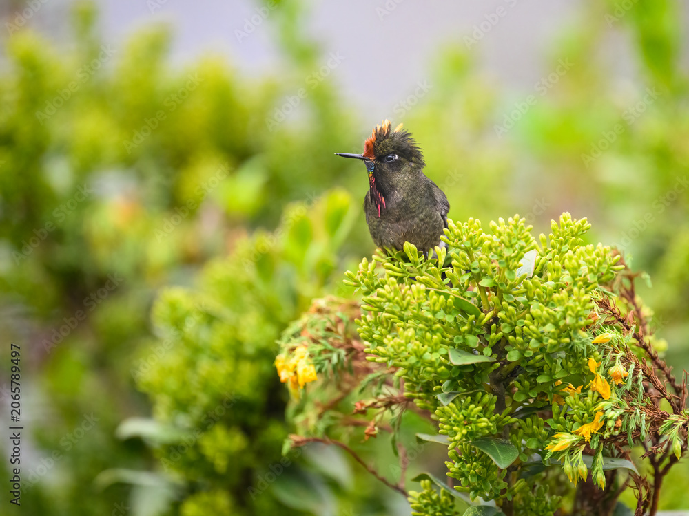 Obraz premium Male Rainbow-bearded Thornbill Hummingbird Perched on Flowering Shrub