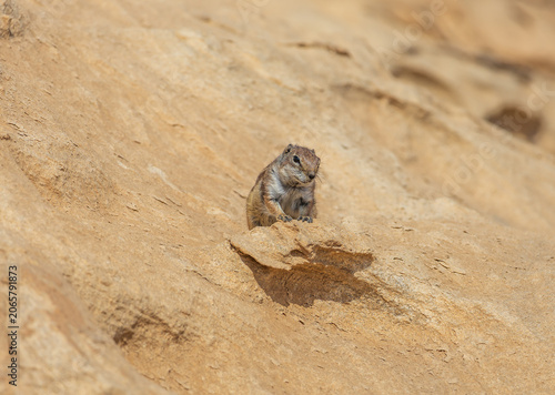 Konstfotografi Barbary Ground Squirrel Sitting on Rocky Ledge of Arid Sandstone Wall Background