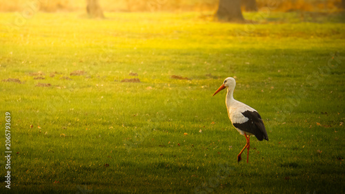 Foto stork walking in the beautiful grassland in the frisian village of bakkeveen