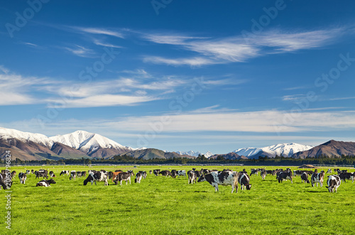 Beautiful landscape with grazing cows and snowy mountains in New Zealand