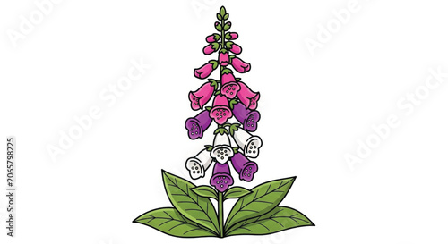 Colorful Foxglove Flower Blooming Plant.