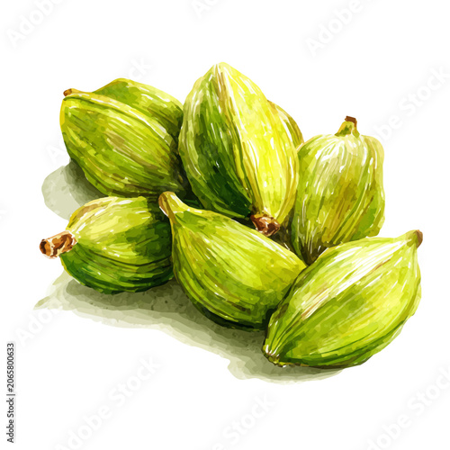 Bilde på lerret Cardamom watercolor vector illustration, high-quality artwork isolated on a pure white background