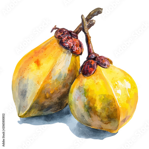 Canvastavla Baobab Fruit watercolor vector, hand-painted style, high-quality illustration isolated on white background