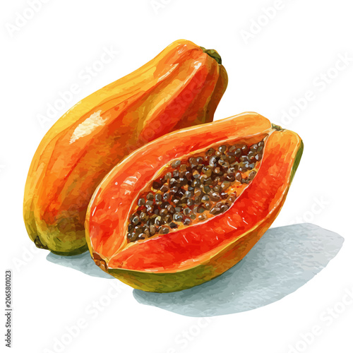 Tableau sur toile Papaya watercolor artwork, high-quality professional vector illustration isolated on a white background
