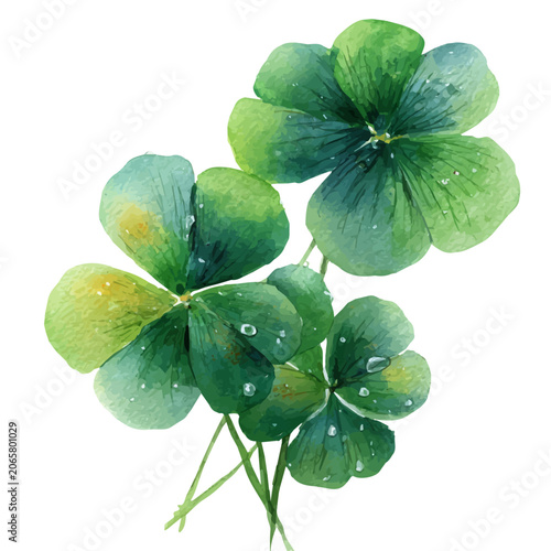 Tableau sur toile Water Clover watercolor vector, hand-painted style, high-quality illustration isolated on white background