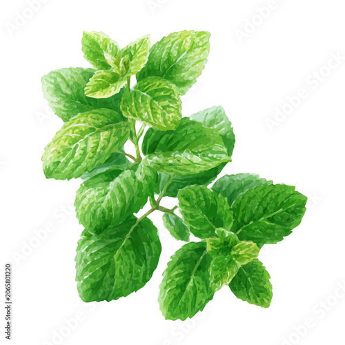 Photos Stylized watercolor Spearmint vector, modern artistic illustration with high-quality details on a pure white background