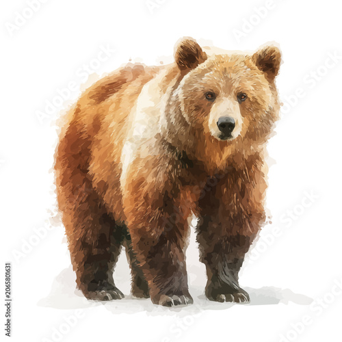 Fotografie Bear watercolor vector illustration, high-quality artwork isolated on a pure white background