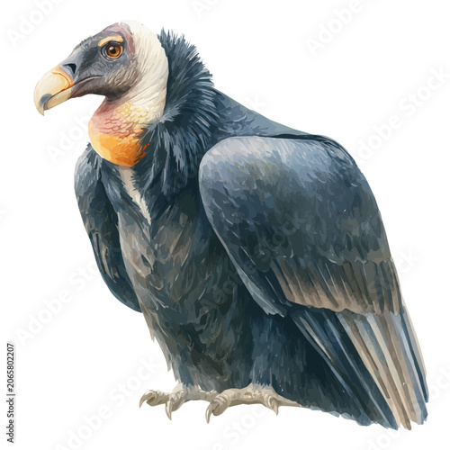 Tablou pe pânză Condor watercolor artwork, high-quality professional vector illustration isolated on a white background