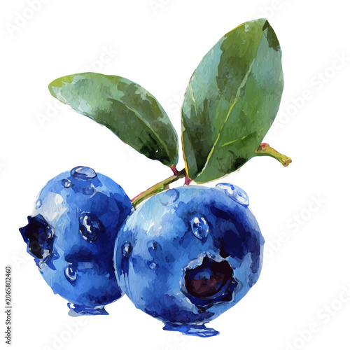 Fotografie Bilberry watercolor vector illustration, high-quality artwork isolated on a pure white background